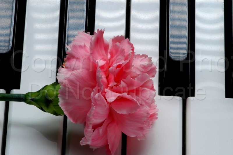 Stock Shots piano, keyboard, music, musical, flower, carnation, 