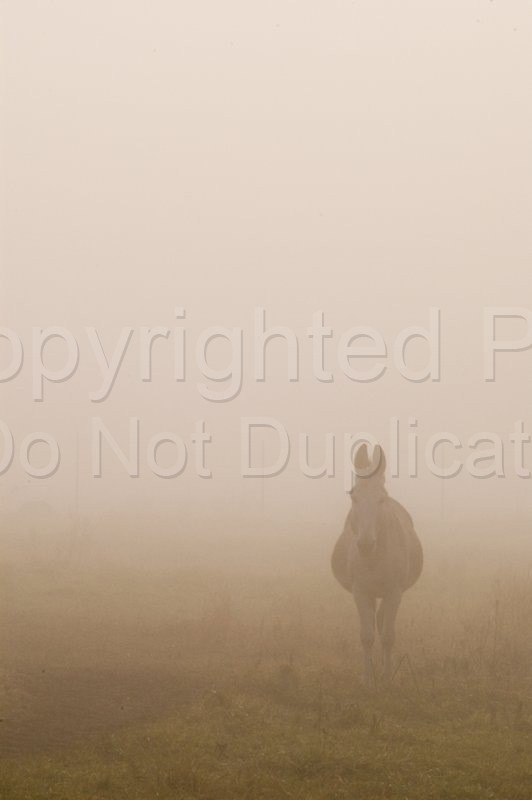 Scapes mule, animals, animal, farm, fog, misty, morning