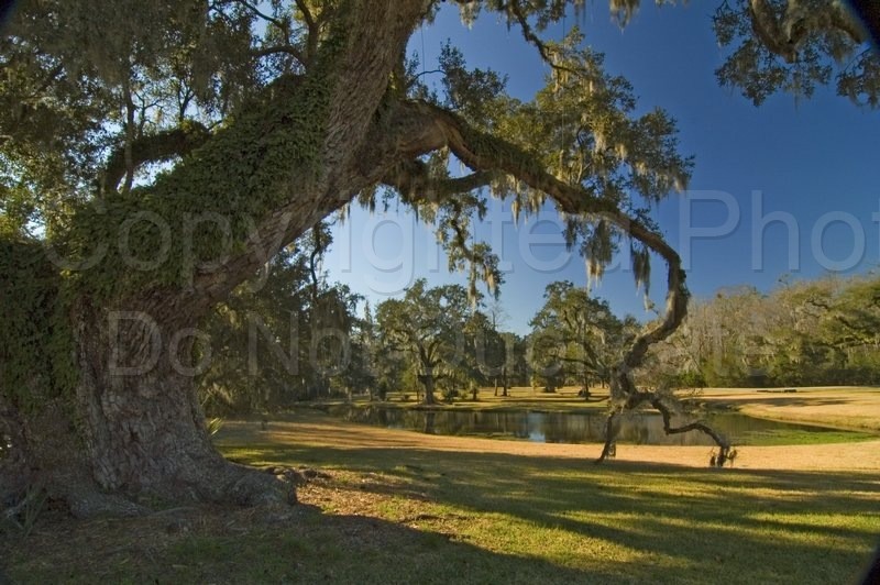Scapes pantation, grounds, oaks, trees, spanish moss, lawn, landscape, southern, scene